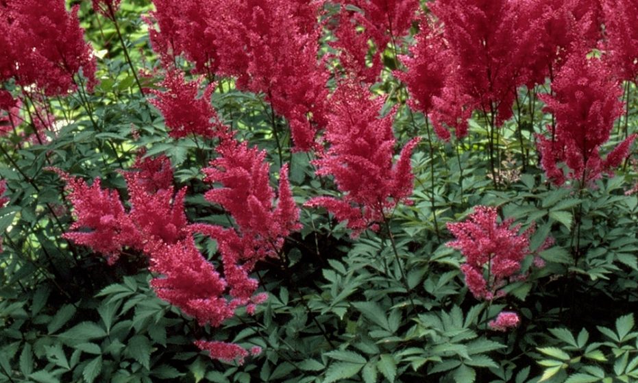 astilbe chinensis vision in red